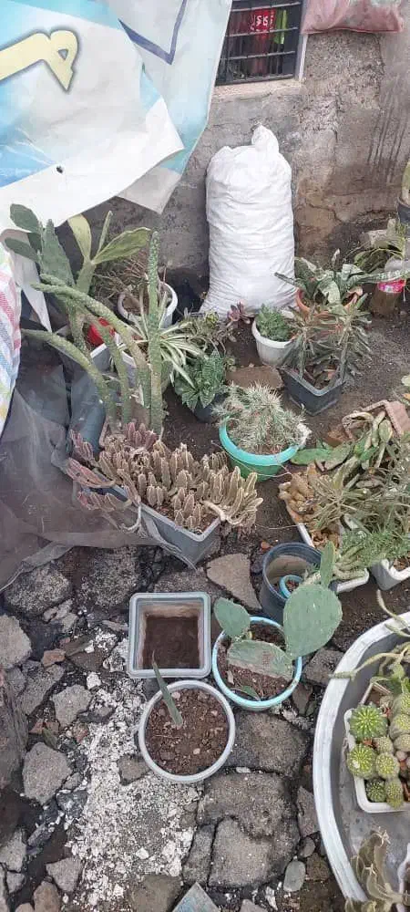 گل و کاکتوس یکجا و به صورت تکی به فروش میرسد|گل و گیاه طبیعی|خوی, |دیوار