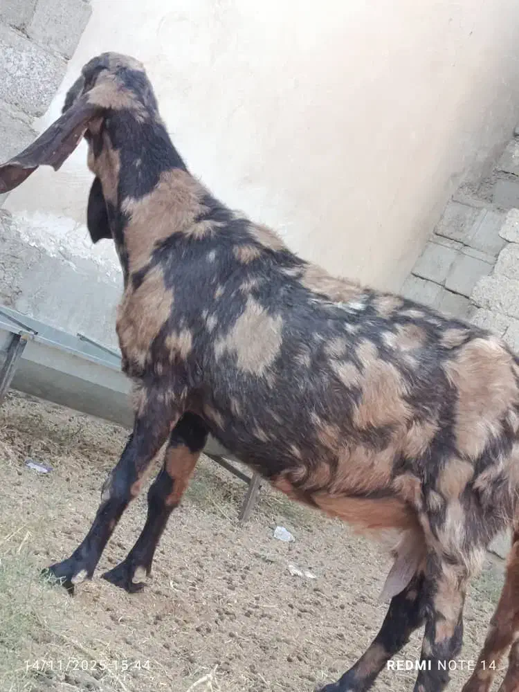 تکشاد گلابی اصل با پلنگی و کاموری|حیوانات مزرعه|هامون, |دیوار