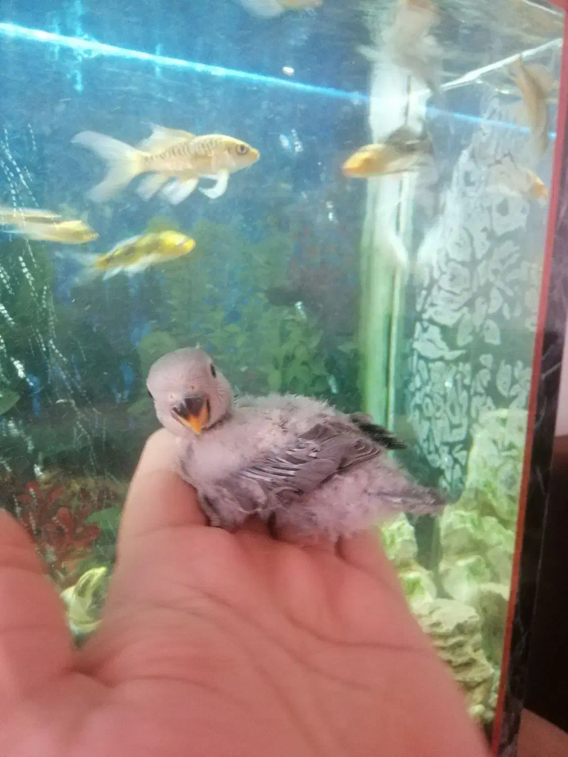 طوطی برزیلی سرلاکی نژاد وایت فیس|پرنده|مهاباد (آذربایجان غربی), |دیوار