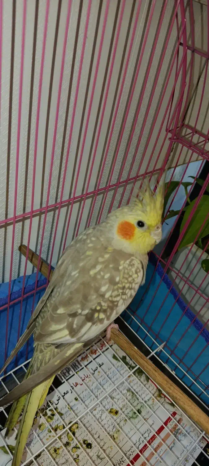 عروس هلندی|پرنده|چمران, |دیوار