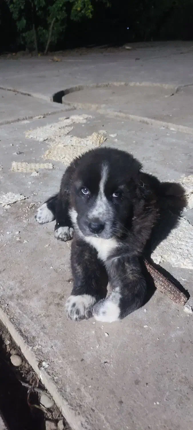 واگذاری سگ قدرجونی ماده|سگ|صومعه‌سرا, |دیوار