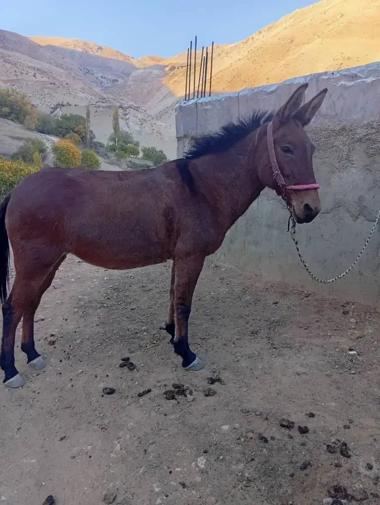 فروش قاطر زرد|حیوانات مزرعه|لاران, |دیوار