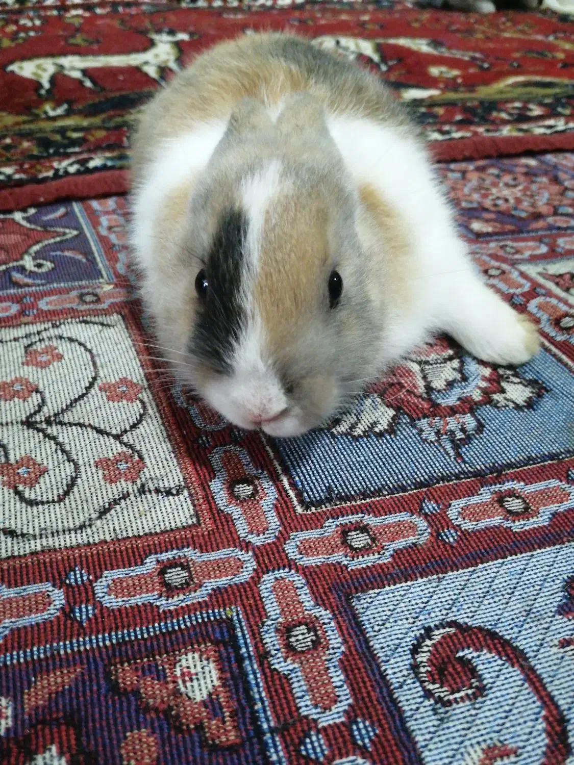 خرگوش سالم نر ماده|موش و خرگوش|سبزوار, کراب|دیوار