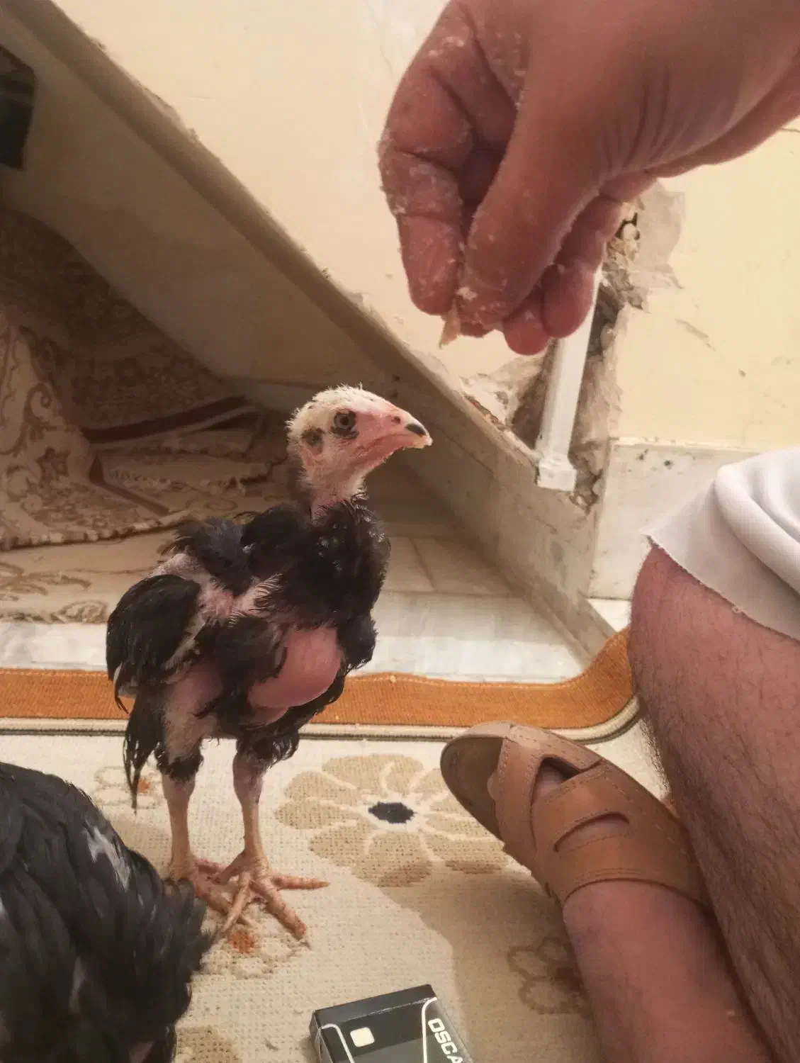 دوعدد جوجه لاری ۵۰روزه|حیوانات مزرعه|کرمانشاه, |دیوار