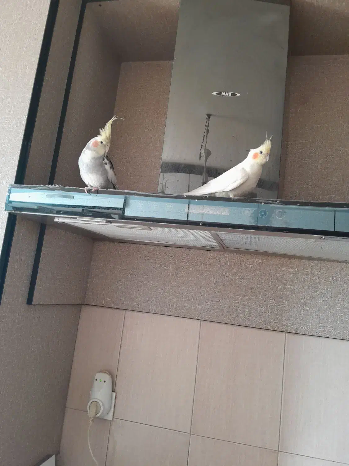 عروس هلندی سخنگو|پرنده|هشتگرد, شهرک ایران خودرو|دیوار