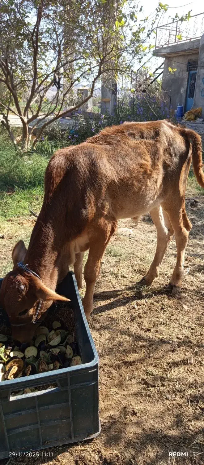 گوساله نر دورگ|حیوانات مزرعه|میناب, |دیوار