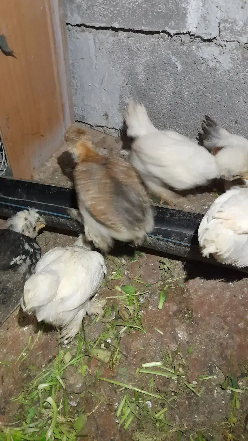 جوجه مرغ|حیوانات مزرعه|کاشمر, |دیوار