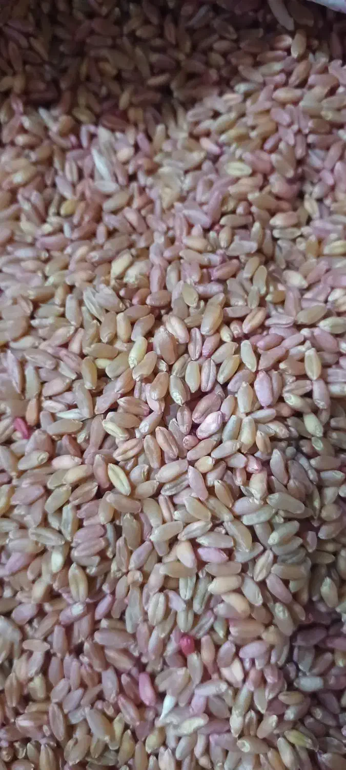 گندم شبرنگ|عمده‌فروشی|سرپل ذهاب, |دیوار