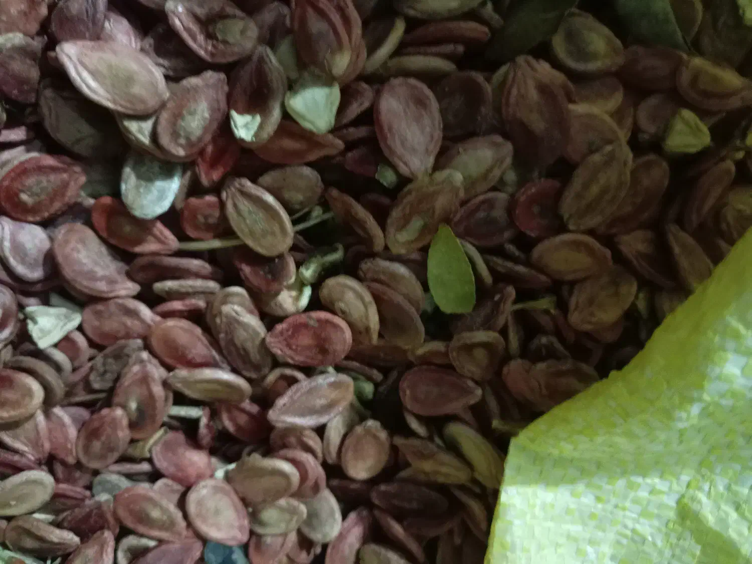 دانه هندوانه|عمدهفروشی|کدکن, |دیوار