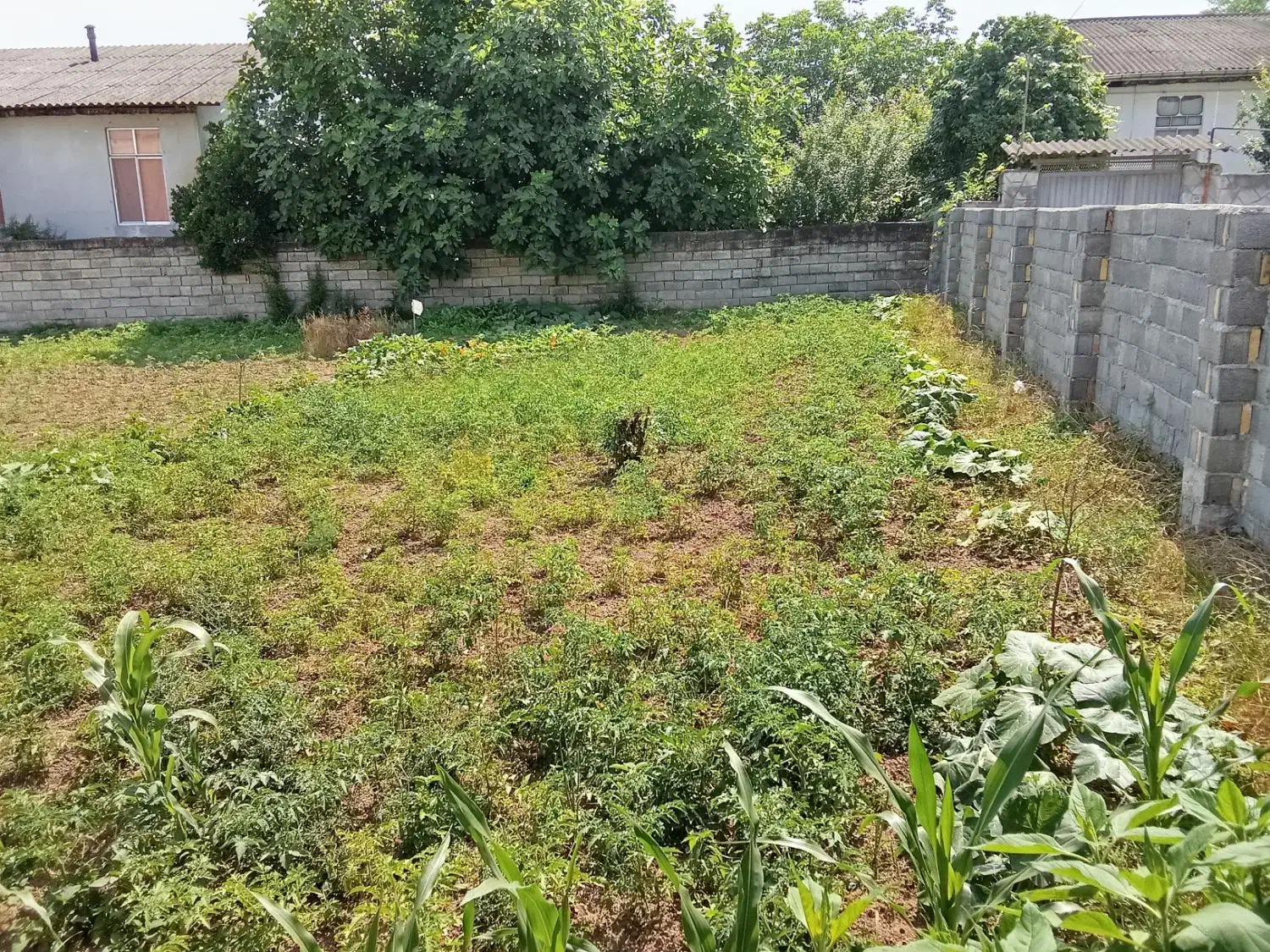 فروش زمین مسکونی|فروش زمین و ملک کلنگی|ارطه, |دیوار