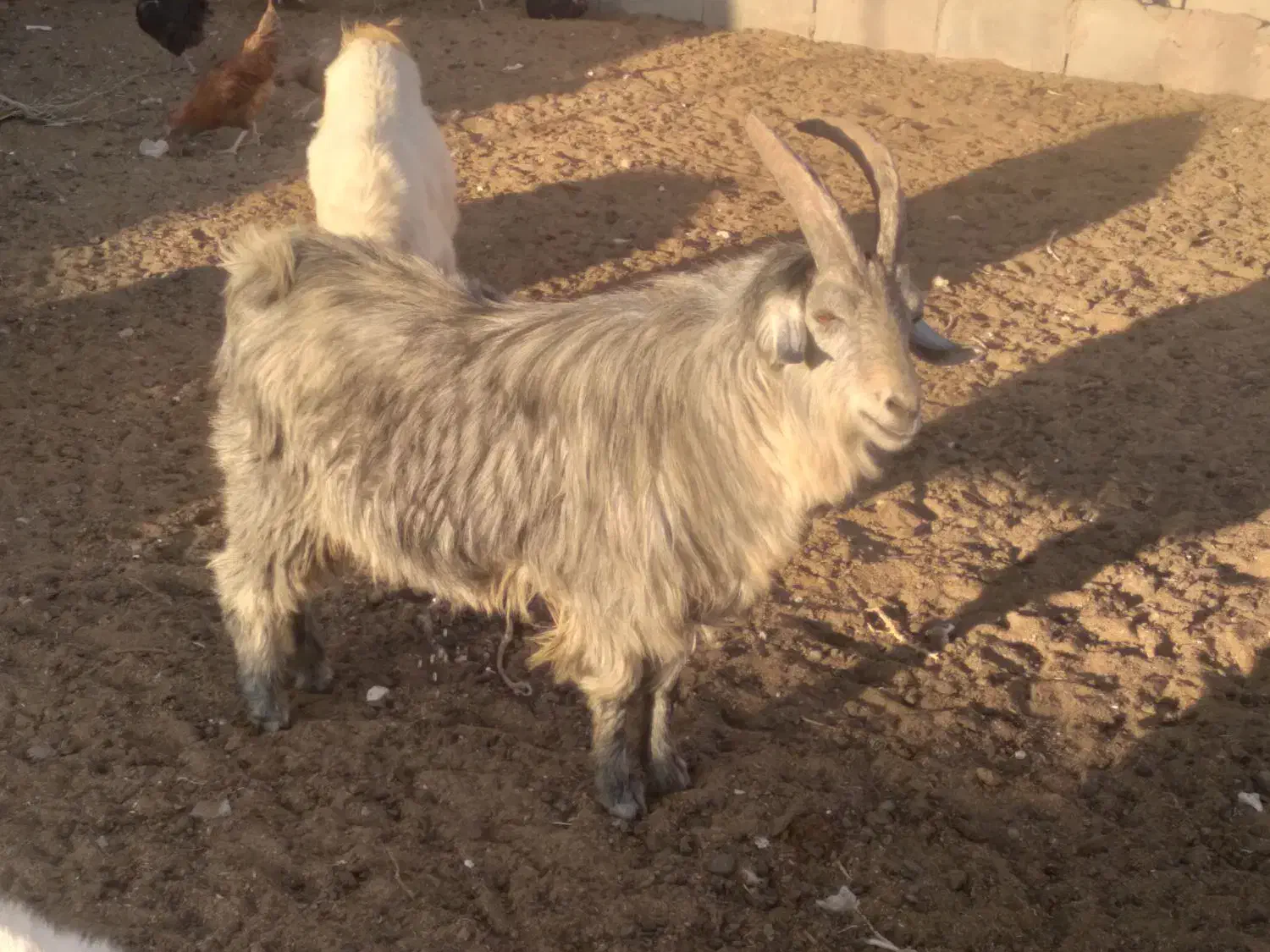 گوسفند|حیوانات مزرعه|سرایان, |دیوار