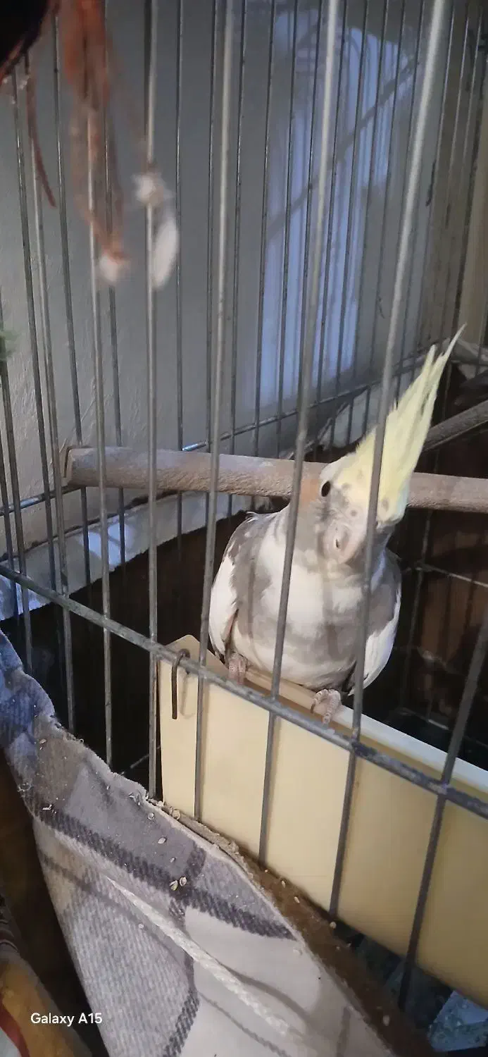 ۲ عدد عروس هلندی ماده بالغ|پرنده|اسلامشهر, شهرک محمدیه|دیوار