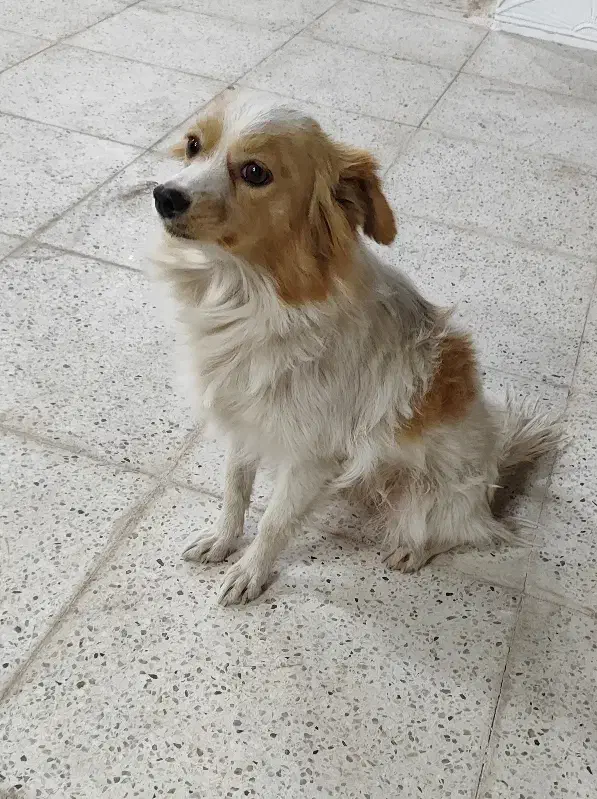 سگ پا کوتاه|سگ|رفسنجان, |دیوار