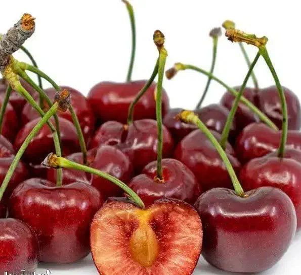 اغاز پیشفروش نهال گیلاس رژینا|خدمات باغبانی و درختکاری|دورود, |دیوار