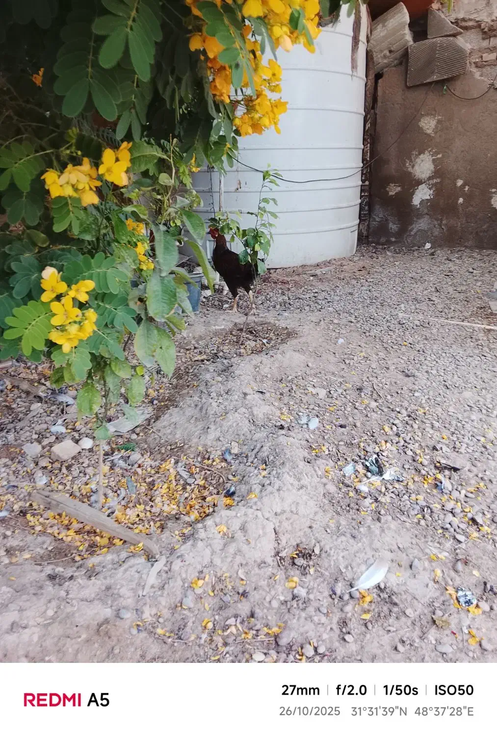 مورغ‌و‌خروس‌شرته‌سالم‌وبدون‌عیب|حیوانات مزرعه|اهواز, کیانشهر|دیوار