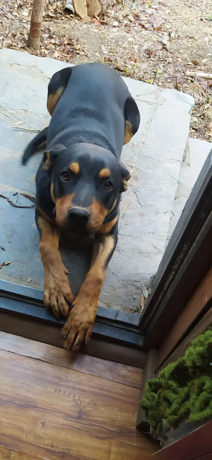 سگ روتوایلر نر|سگ|شمشک, |دیوار