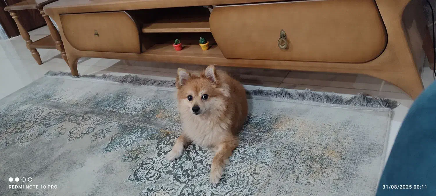 سگ گم شده|حیوانات|گرگان, |دیوار