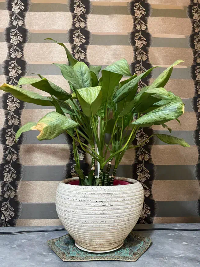 گلدان بزرگ سفید ۲عدد معاوضه با ماهی آکواریوم|گل و گیاه طبیعی|تبریز, |دیوار