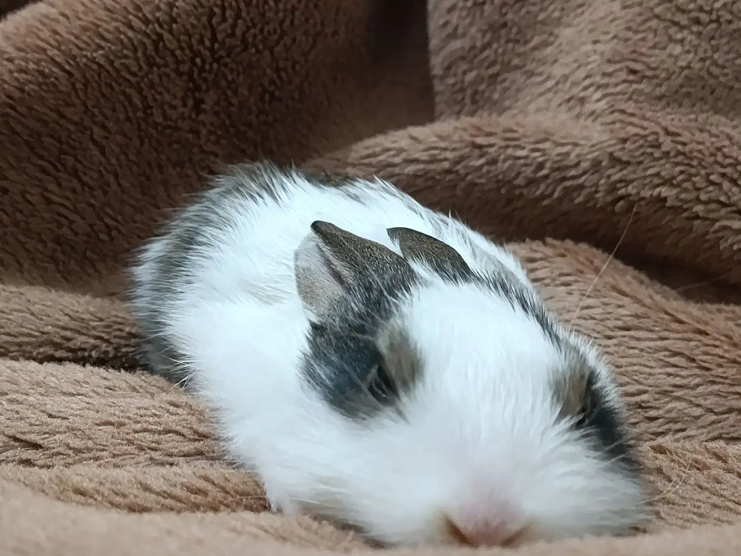 خرگوش مینیاتوری|موش و خرگوش|خرم‌آباد, |دیوار