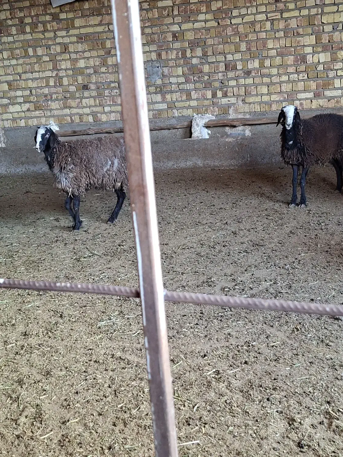 بره ماده|حیوانات مزرعه|اسفرورین, |دیوار