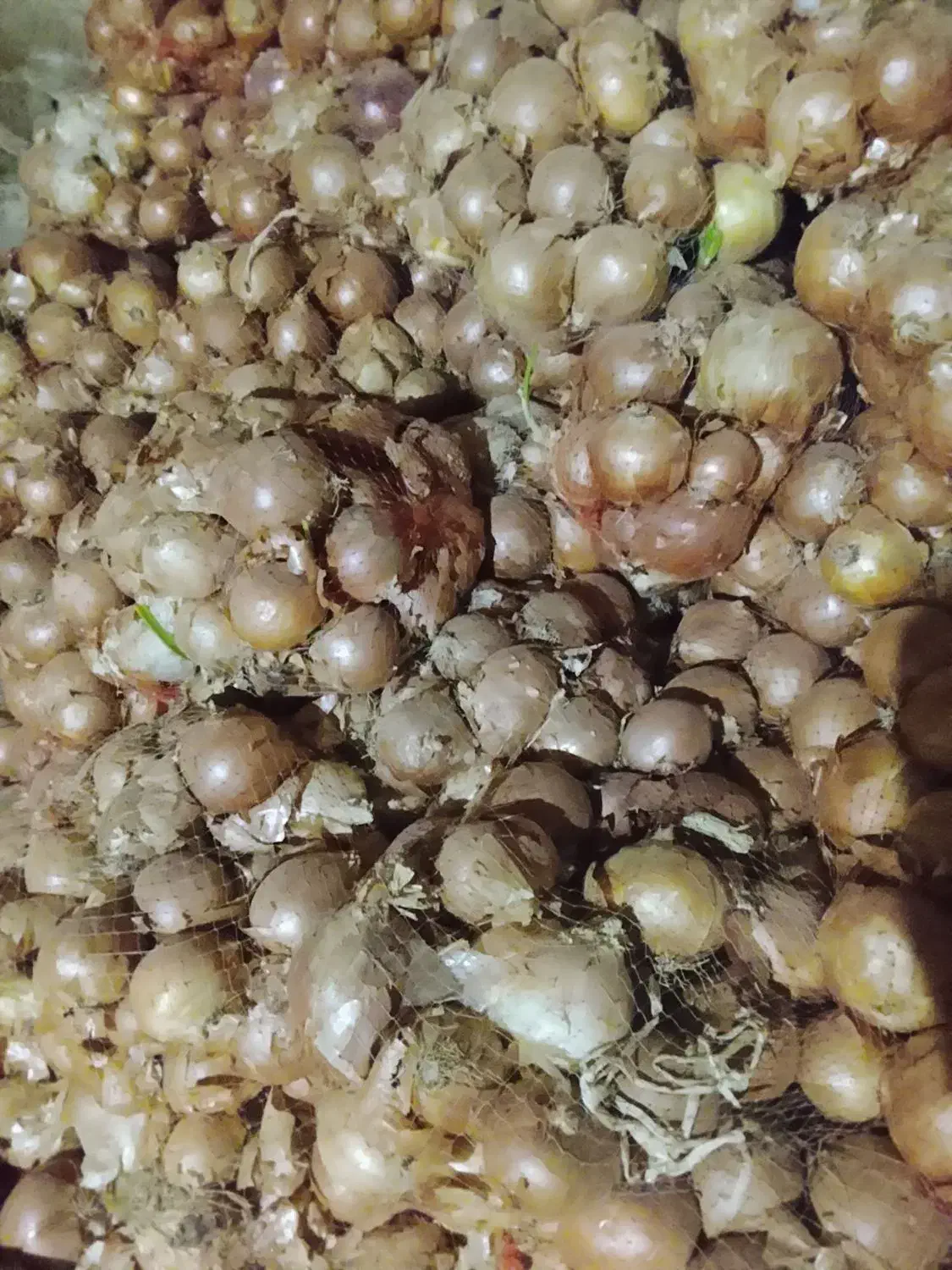 پیاز کله|خوردنی و آشامیدنی|فاروج, |دیوار