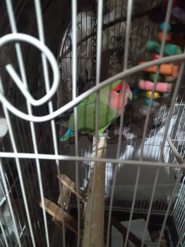 کوتوله ماده|پرنده|مشهد, منزل آباد|دیوار