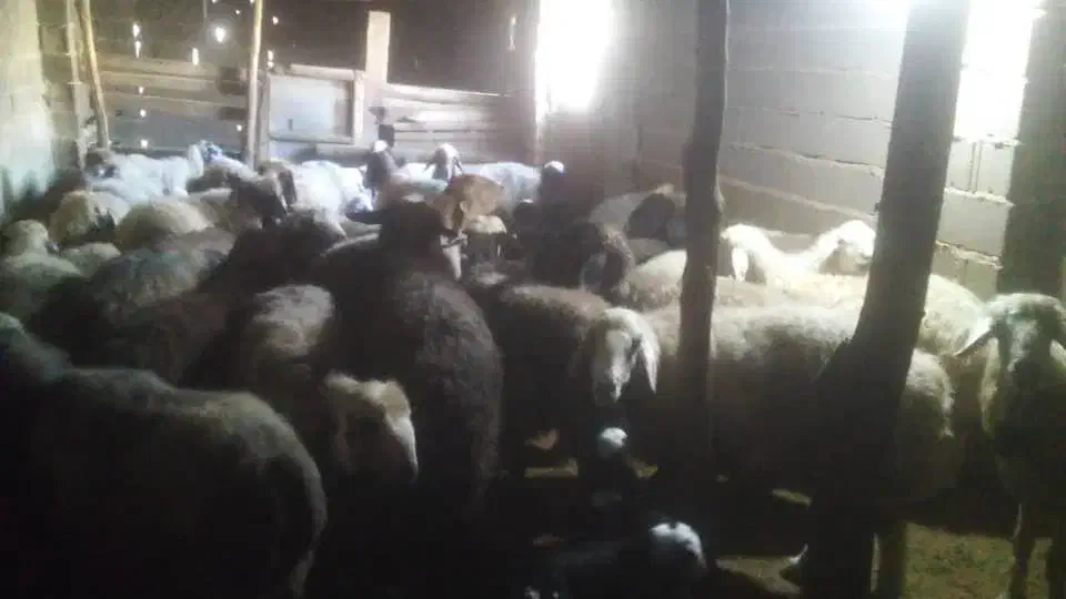 میش بره دار|حیوانات مزرعه|دشمن زیاری, |دیوار