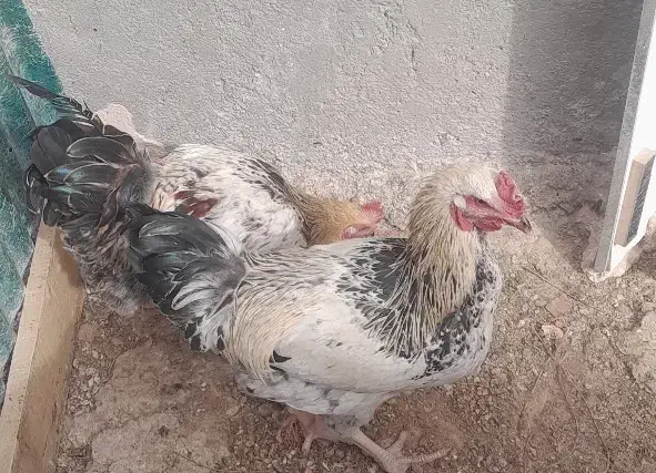 فروش ۲عدد خروس و تعدادی جوجه گلپایگانی|حیوانات مزرعه|نیشابور, شهید جعفری|دیوار