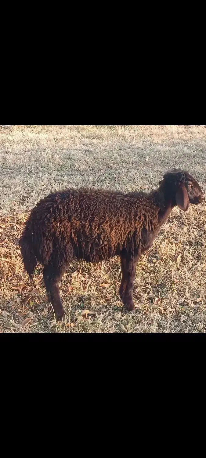 دو عدد بره یکی نر ویکی ماده|حیوانات مزرعه|نقده, |دیوار