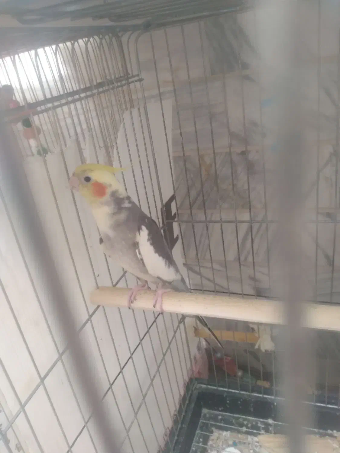 جفت|پرنده|کنگاور, |دیوار