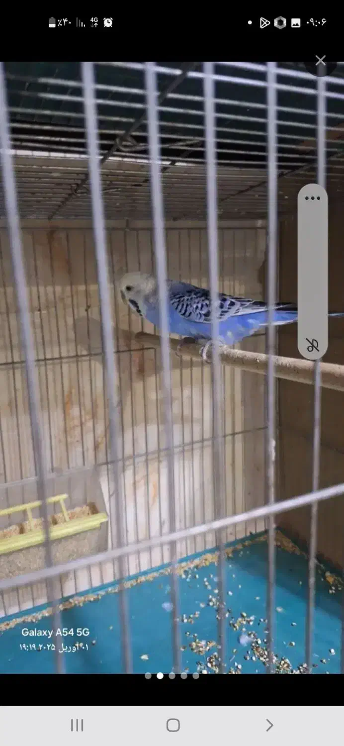 پرنده|پرنده|فولادشهر, مسکن مهر فولادشهر|دیوار