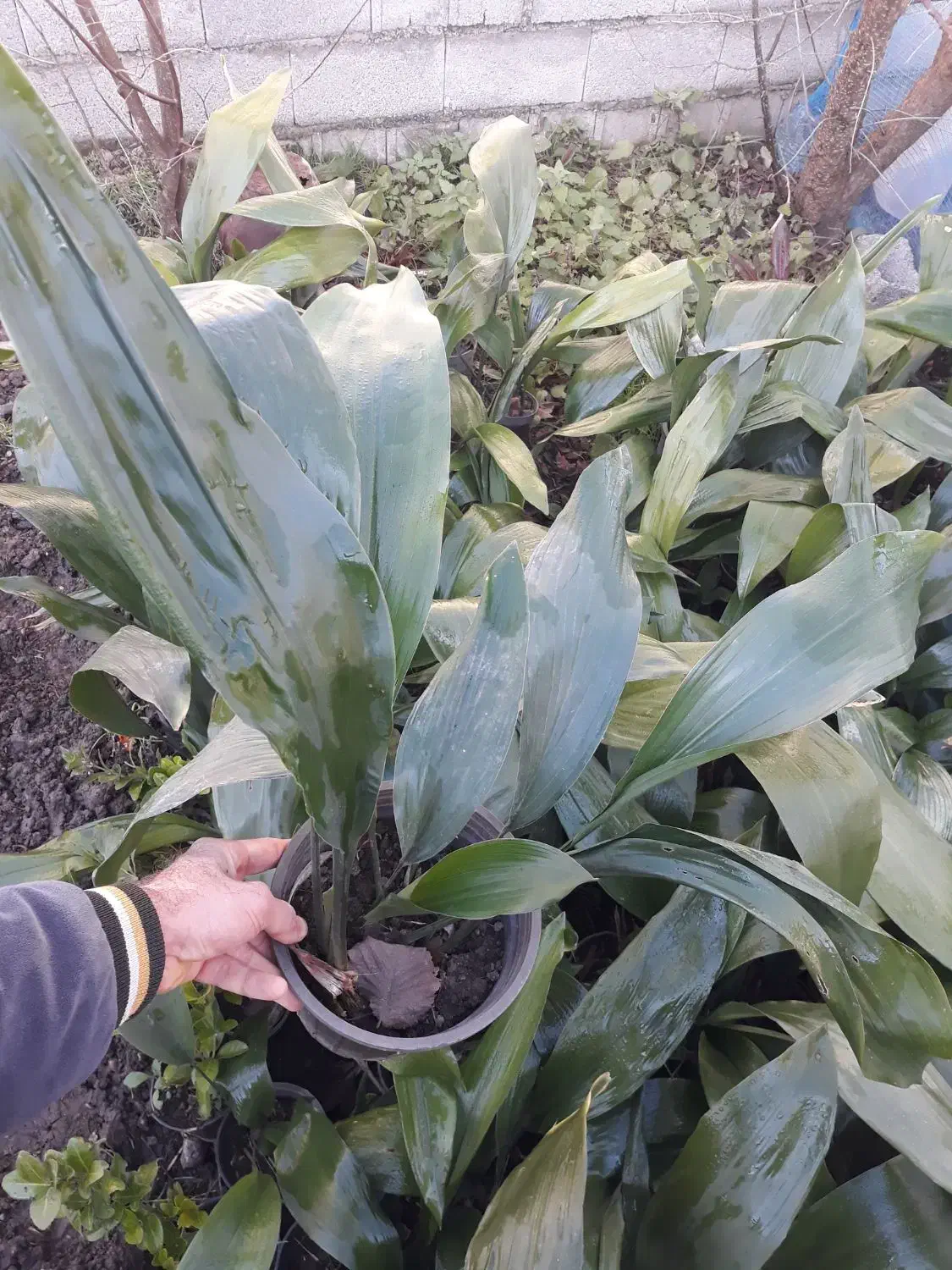 برگ عبایی|گل و گیاه طبیعی|کوچصفهان, |دیوار