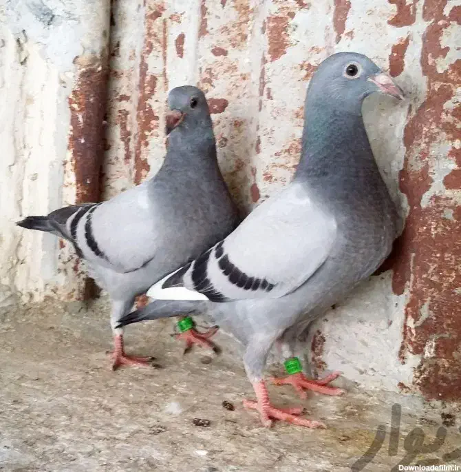 کبوتر مقلف|پرنده|کازرون, |دیوار