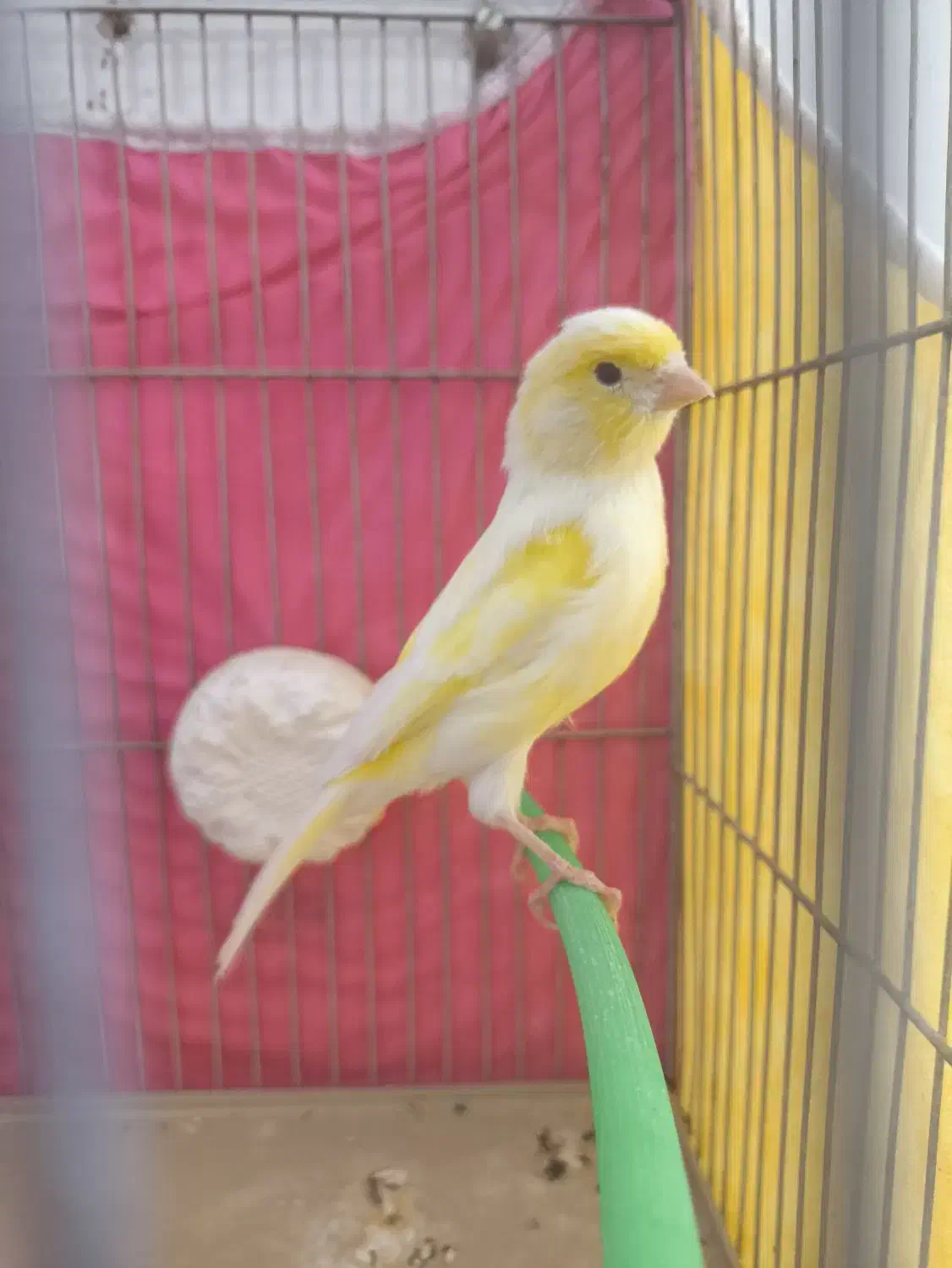 قناری نر|پرنده|فارسان, |دیوار