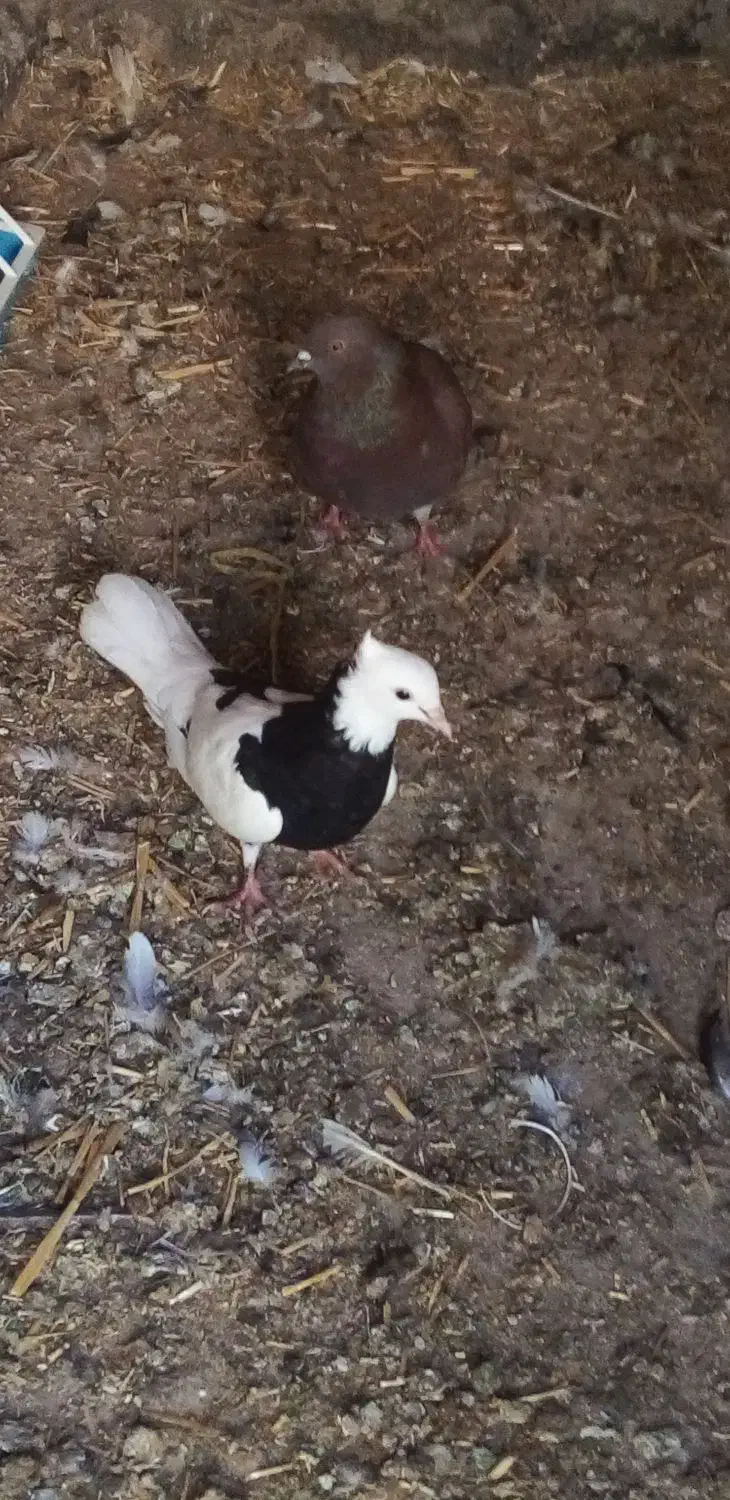 کفتر فروشی  و یک عدد اسباب بازی|اسباب‌بازی بچه|سبزوار, پیروزی|دیوار