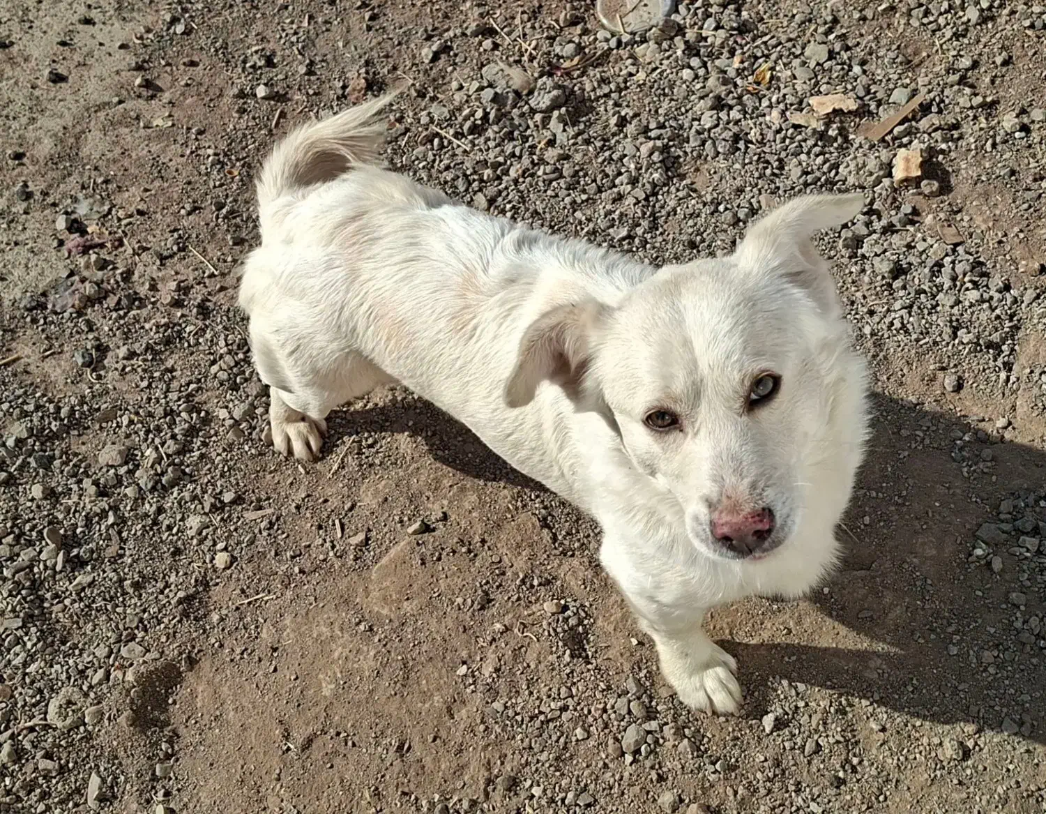 سگ پا کوتاه|سگ|اشتهارد, |دیوار