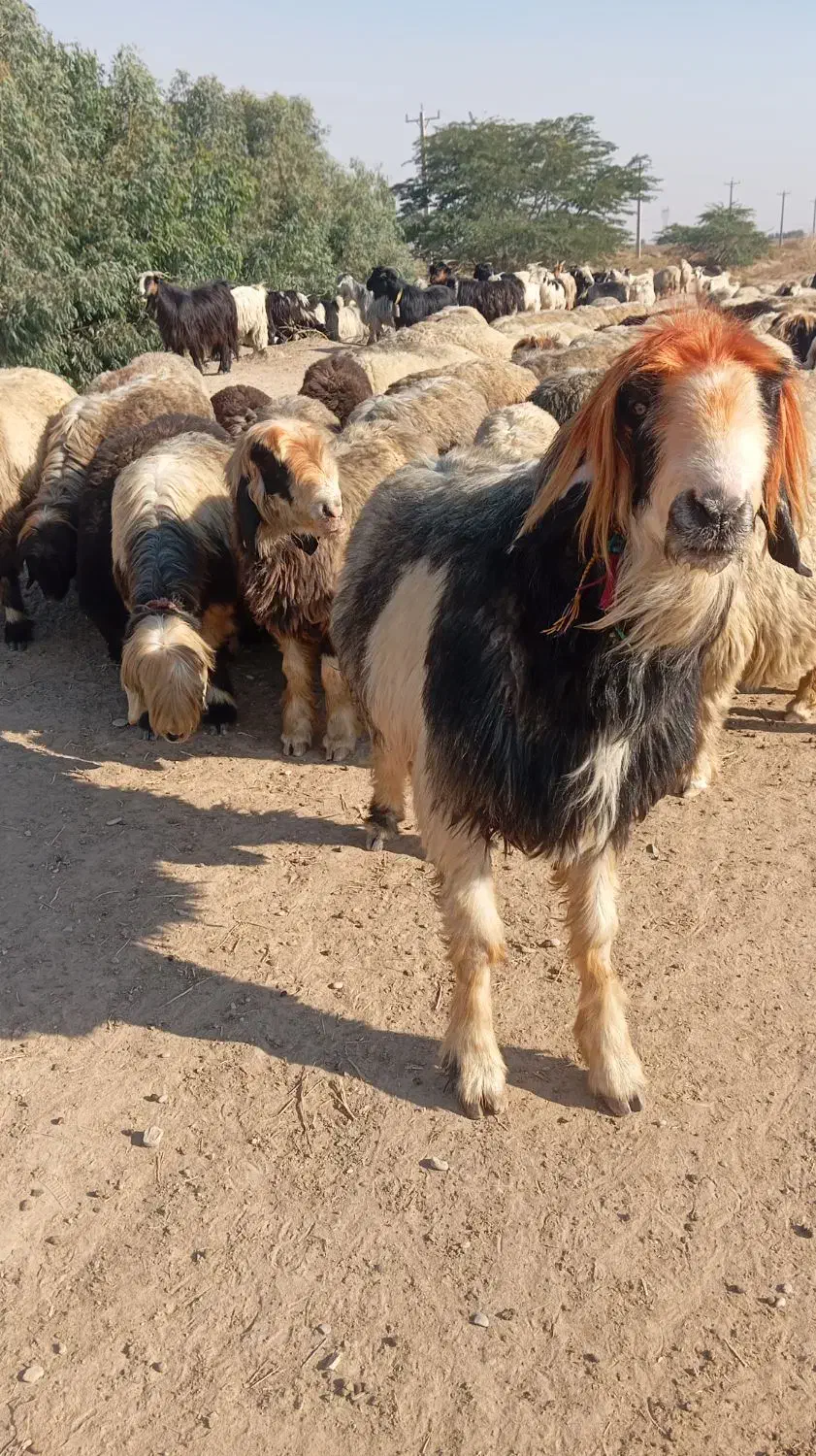 نرمیش|حیوانات مزرعه|لالی, |دیوار