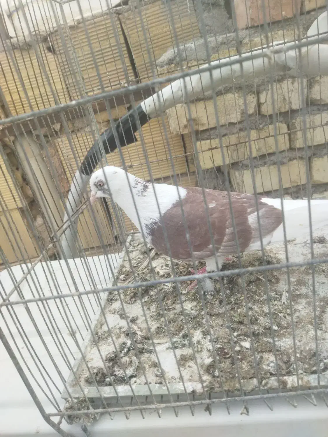 کفتر  گلی عروسک|حیوانات|قم, علی آباد سعدگان|دیوار