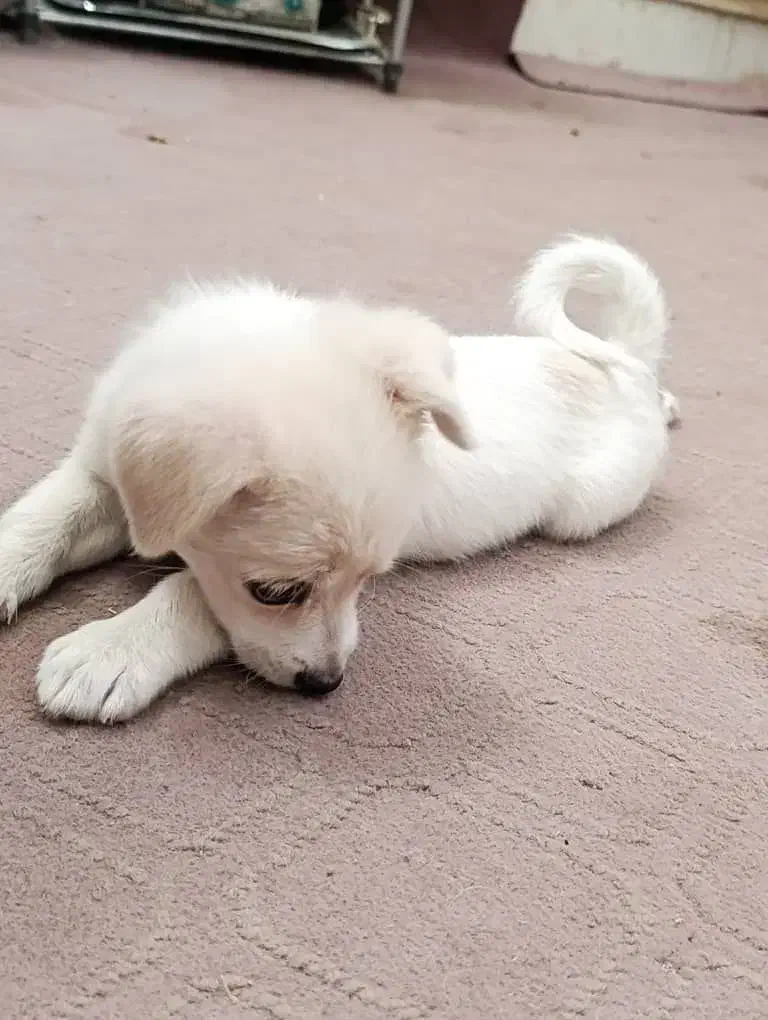 توله پاپی اشپیتز معاوضه|سگ|اصفهان, دانشگاه اصفهان|دیوار