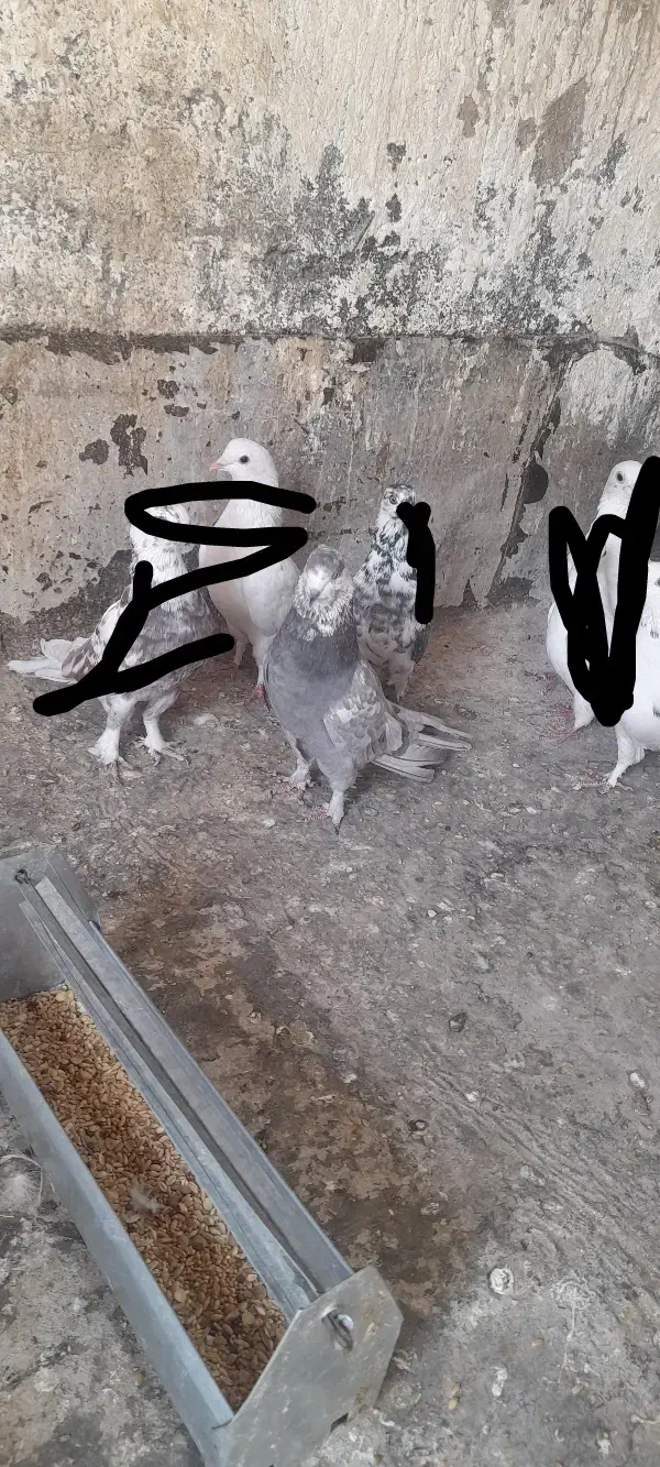 کبوتر|پرنده|قم, سید معصوم|دیوار