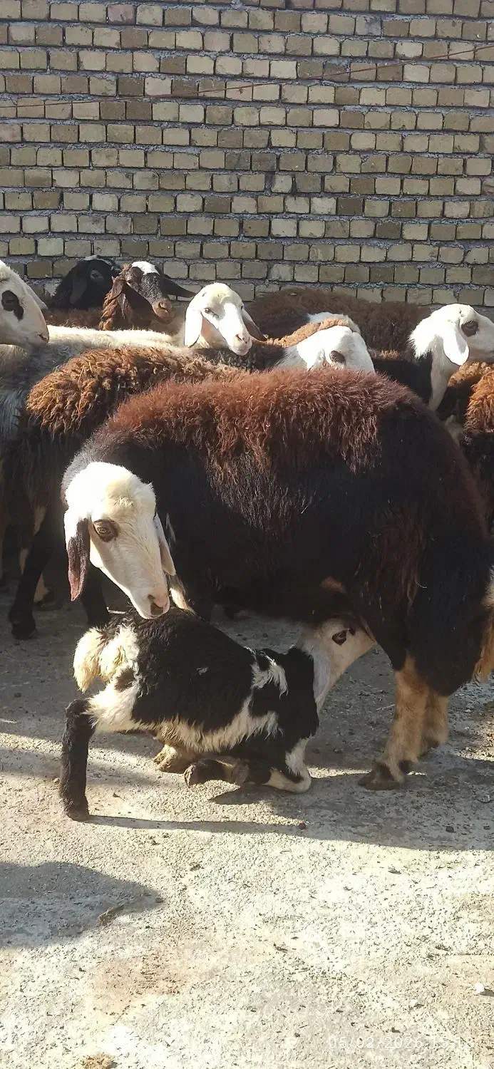 میش و بره پلنگی|حیوانات مزرعه|بیرانوند, |دیوار