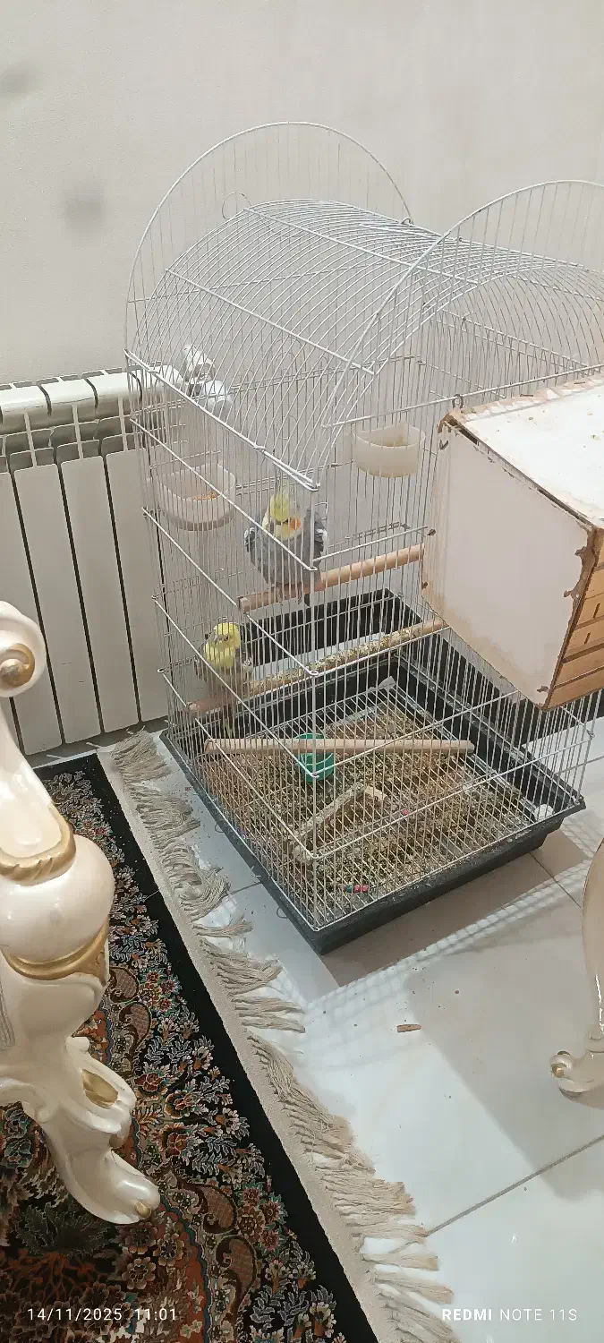 عروس هلندی نر و ماده|پرنده|رباط‌کریم, رباط‌کریم|دیوار