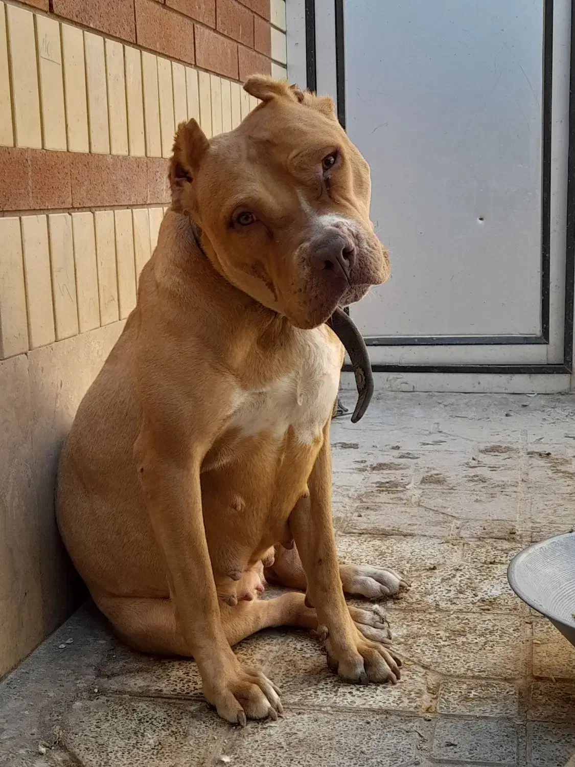 پیتبول ماده۲ساله|سگ|کرمان, |دیوار