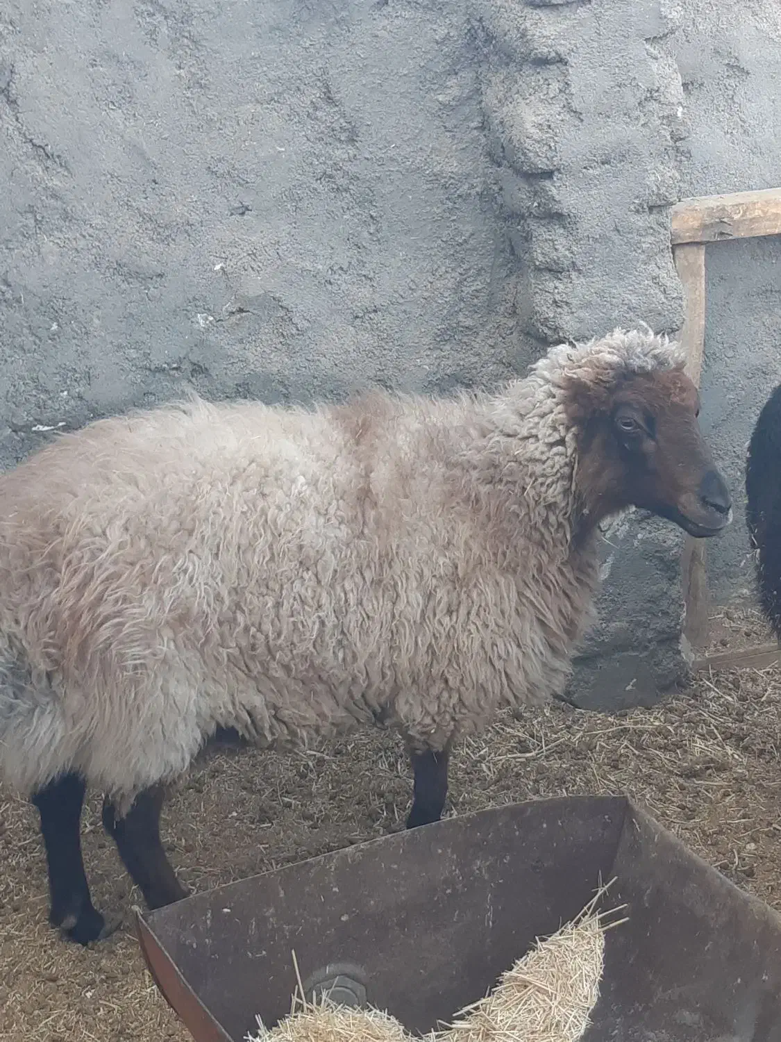 میش|حیوانات مزرعه|فردوس (خراسان), |دیوار