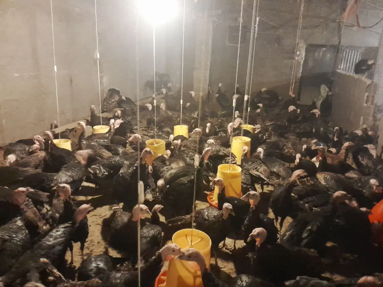 فروش  ۱۵۰ بوقلمون نر ۵ ماهه برنز|حیوانات مزرعه|اهر, |دیوار