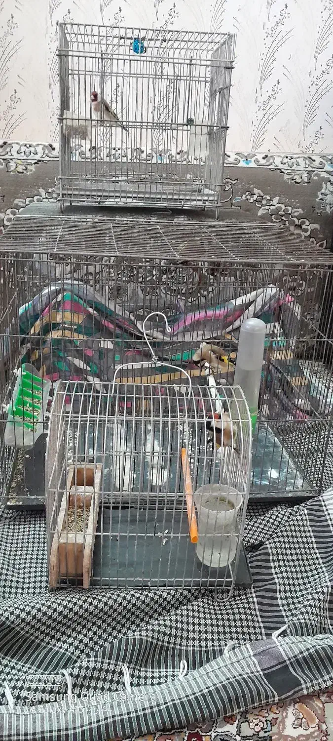 سهره پاییزه نر.|پرنده|بروجرد, |دیوار