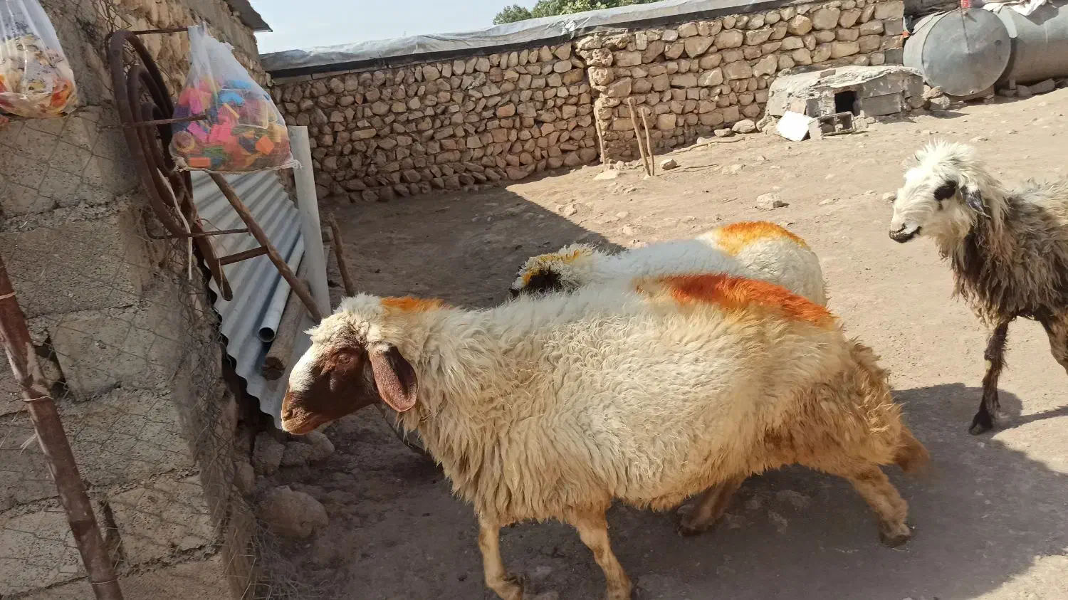 ورن به شرط پرش|حیوانات مزرعه|اسلامآباد غرب, |دیوار