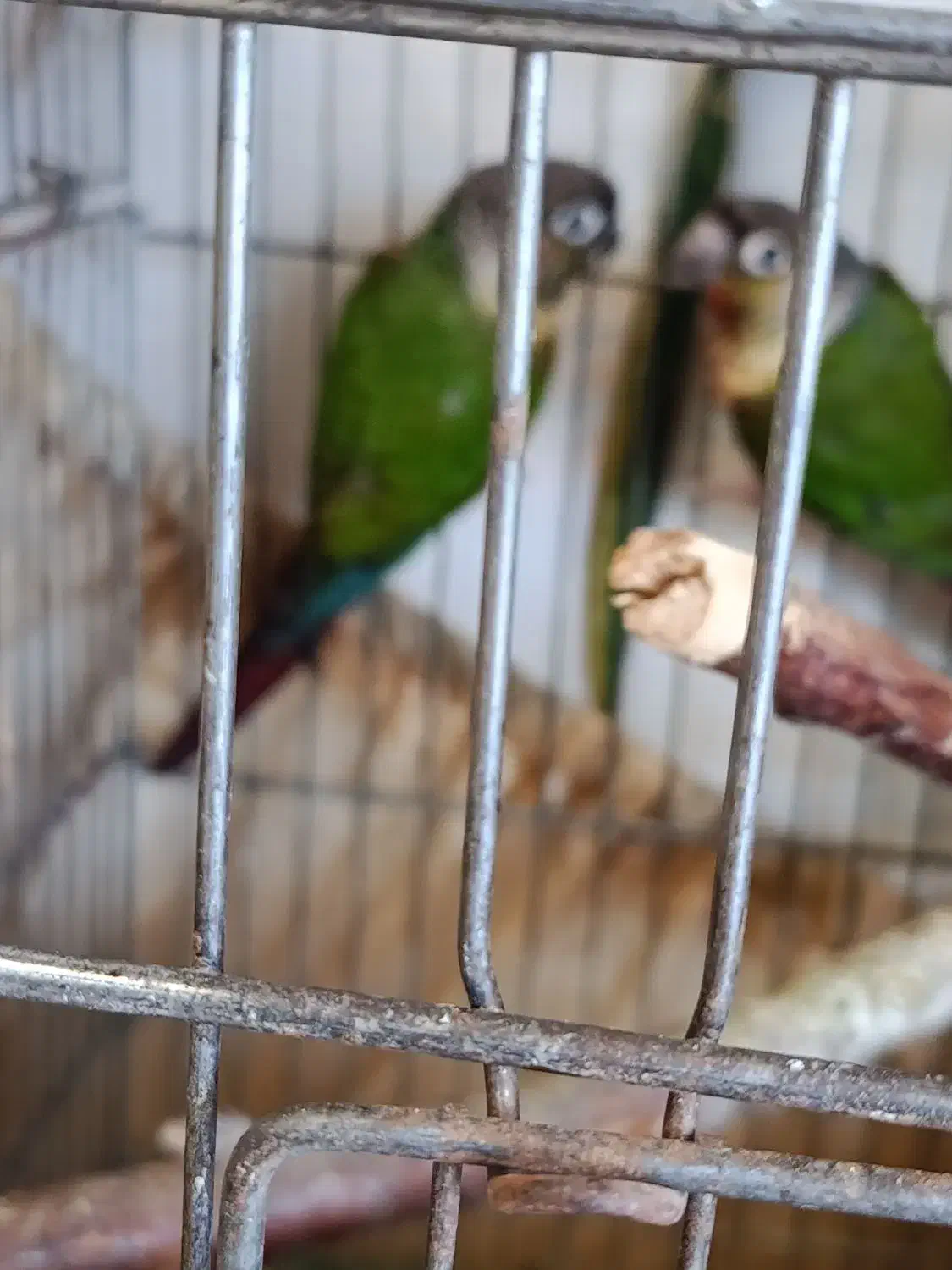 گرینچیک فول دبل رد با سابقه جوجه دهی|پرنده|رشت, گلسار|دیوار