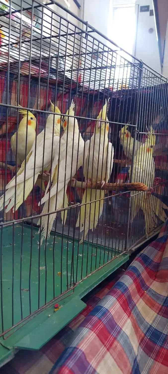 عروس هلندی|پرنده|بروجرد, |دیوار