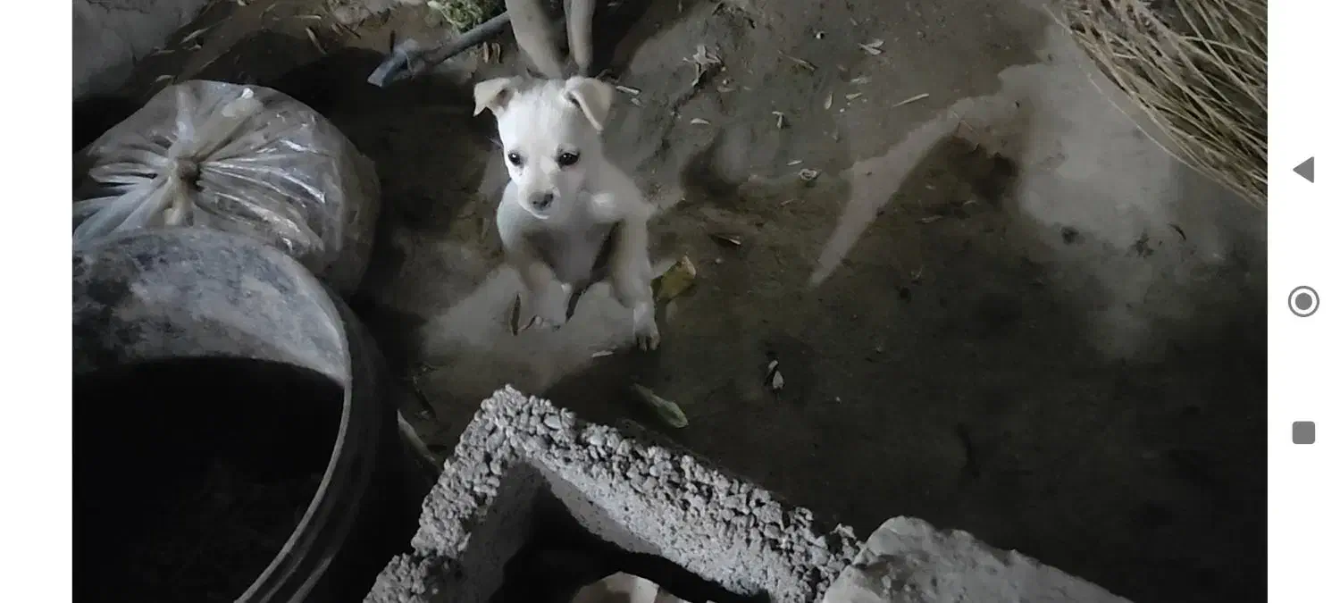 فروش سگ پا کوتاه|سگ|کرمان, |دیوار